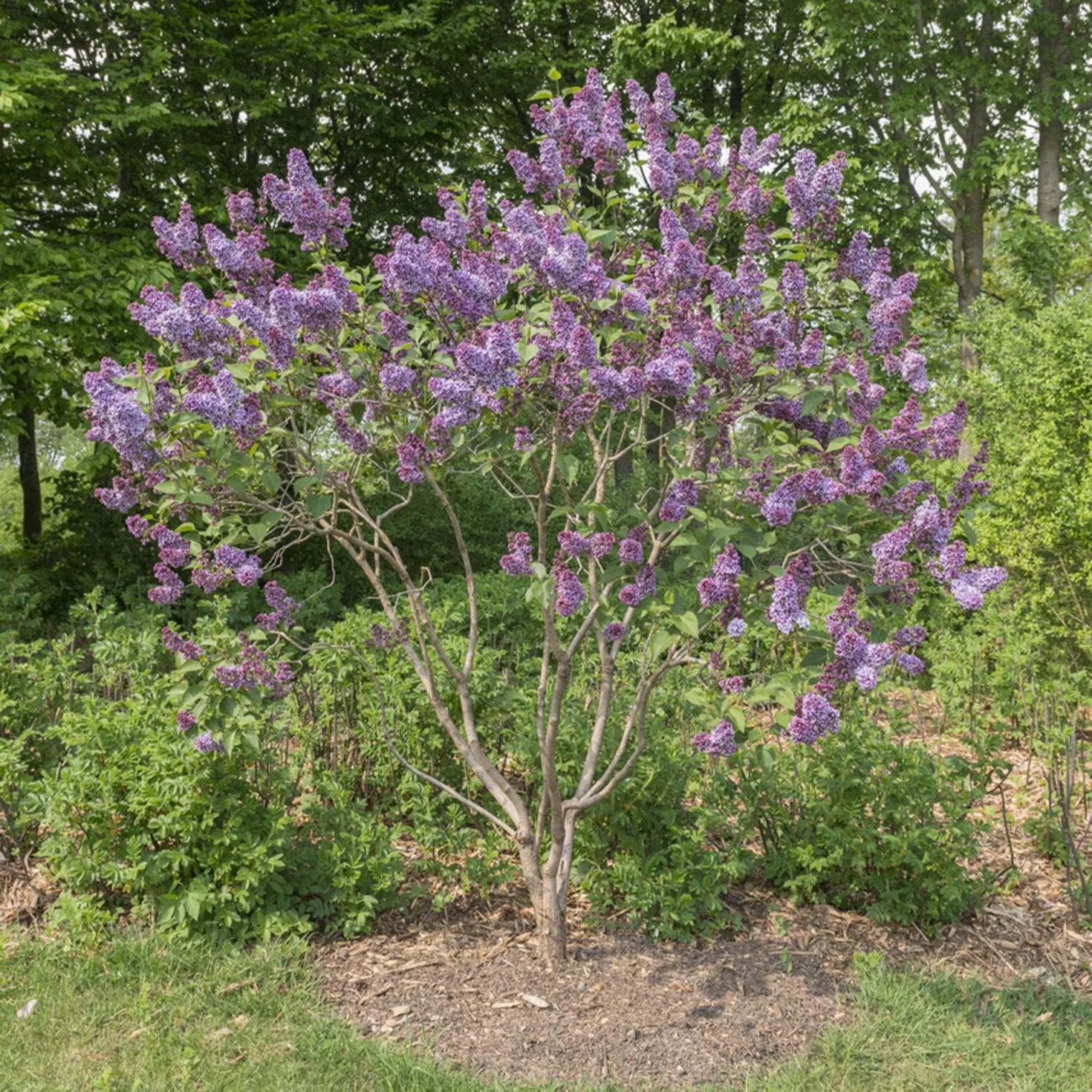 Flieder Sensation - Duft und Farbe im Garten