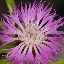 Flockenblume - Rosa Blüten wie von selbst