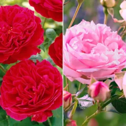 Floribunda-Rosen Kollektion (x2) - Blüten den ganzen Sommer