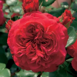 Floribunda-Rosen Kollektion (x2) - Blüten den ganzen Sommer