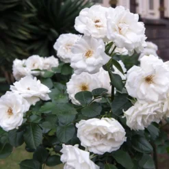 Floribundarose ‘Princesse de Galles®’ - Weiße Blüten den ganzen Sommer