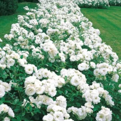 Floribundarose ‘Princesse de Galles®’ - Weiße Blüten den ganzen Sommer