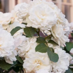 Floribundarose ‘Princesse de Galles®’ - Weiße Blüten den ganzen Sommer