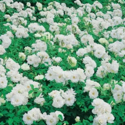 Floribundarose ‘Princesse de Galles®’ - Weiße Blüten den ganzen Sommer