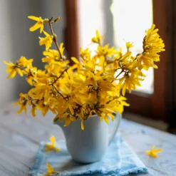Forsythie ‘Marée d’Or®’ - Goldgelb blüht der Frühling