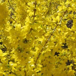 Forsythie 'Mikador' - Goldener Frühling im Nu