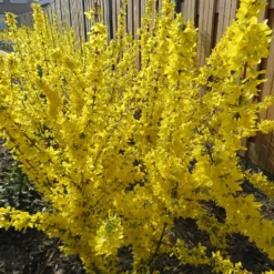 Forsythie 'Mikador' - Goldener Frühling im Nu