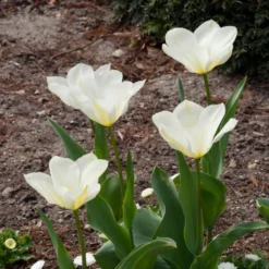 Fosteriana-Tulpen Purissima - Reinweiß blüht schon im April