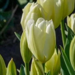 Fosteriana-Tulpen Purissima - Reinweiß blüht schon im April