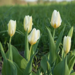 Fosteriana-Tulpen Purissima - Reinweiß blüht schon im April