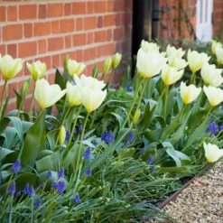 Fosteriana-Tulpen Purissima - Reinweiß blüht schon im April