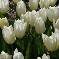 Fosteriana-Tulpen Purissima - Reinweiß blüht schon im April