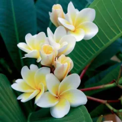 Frangipani - Duft wie im Urlaub