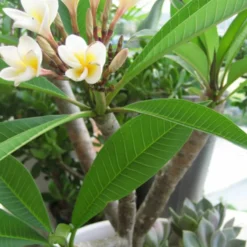 Frangipani - Duft wie im Urlaub