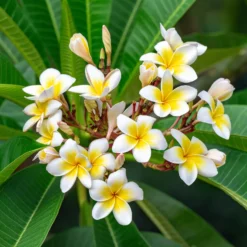 Frangipani - Duft wie im Urlaub