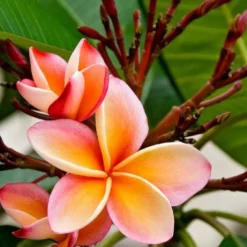 Frangipani rot - Exotik in tiefem Rot