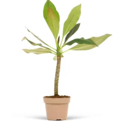 Frangipani rot - Exotik in tiefem Rot