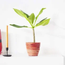 Frangipani rot - Exotik in tiefem Rot