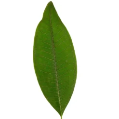 Frangipani rot - Exotik in tiefem Rot
