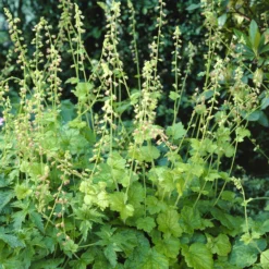 Fransenblume - Grün auch im Schatten