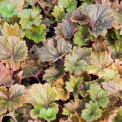 Fransenblume ‘Rubra’ - Farbe für den Schatten