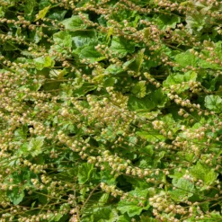 Fransenblume ‘Rubra’ - Farbe für den Schatten