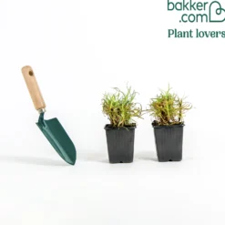Fransen-Nelke (x2) - Duftende Blüten ohne Mühe