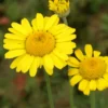 Färberkamille Kelwayi - Sonnengelb den ganzen Sommer