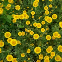 Färberkamille Kelwayi - Sonnengelb den ganzen Sommer