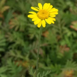 Färberkamille Kelwayi - Sonnengelb den ganzen Sommer