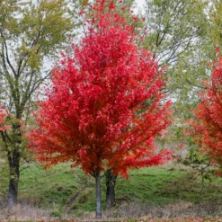 Freeman-Ahorn 'Autumn Blaze' - Feuerrotes Herbstlaub