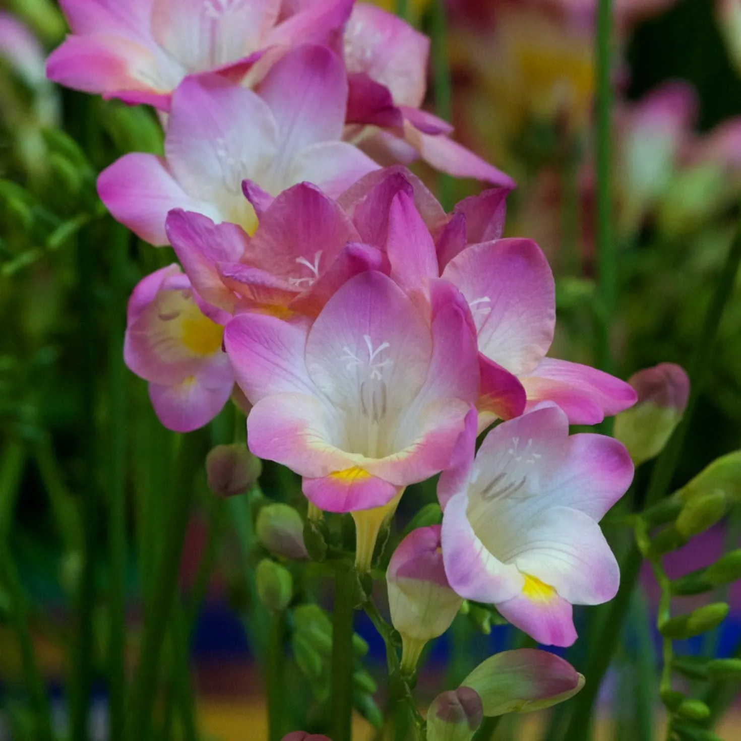 Freesien rosa (x15) - Duft und Farbe im Garten
