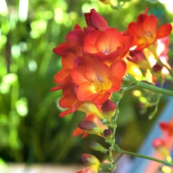 Freesien rot (x15) - Duftende Farbe im Beet