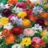 Freesien und Ranunkel Mischung (x20) - Duftende Blüten den ganzen Sommer