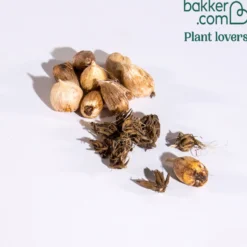 Freesien und Ranunkel Mischung (x20) - Duftende Blüten den ganzen Sommer