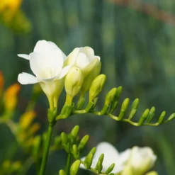 Freesien Weiß (einfach) (x15) - Weiße Blüten voller Duft