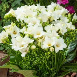 Freesien Weiß (einfach) (x15) - Weiße Blüten voller Duft