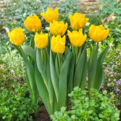 Frühe gefüllte Tulpe Marie Jo - Sonnengelb im Frühling