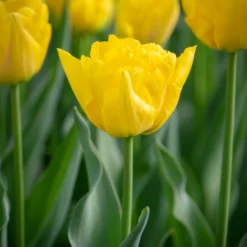 Frühe gefüllte Tulpe Marie Jo - Sonnengelb im Frühling