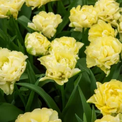 Frühe gefüllte Tulpe Mondial - Volle Blüten wie Pfingstrosen