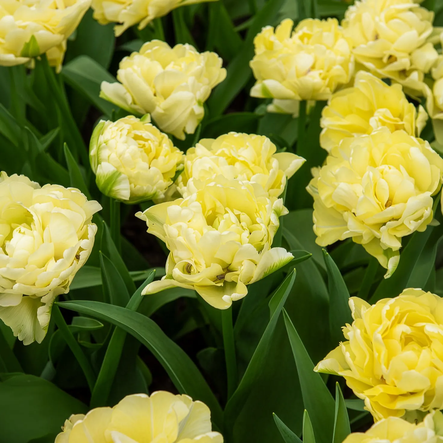 Frühe gefüllte Tulpe Mondial - Volle Blüten wie Pfingstrosen
