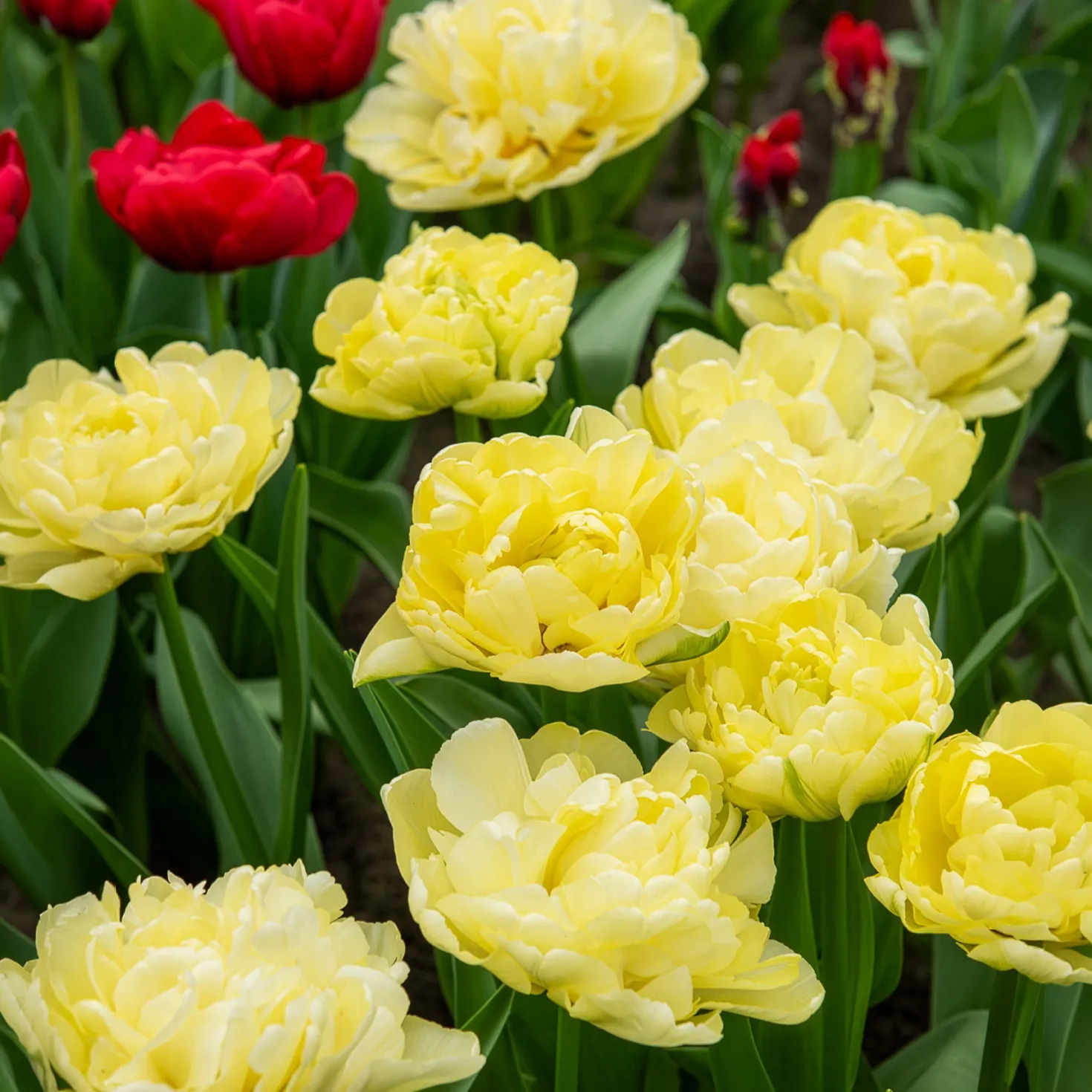 Frühe gefüllte Tulpe Mondial - Volle Blüten wie Pfingstrosen