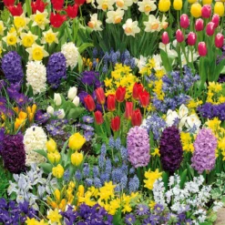 Frühjahrsblüher-Zwiebeln Mix (x200) - 200 Blüten ganz einfach