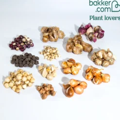 Frühjahrsblüher-Zwiebeln Mix (x200) - 200 Blüten ganz einfach