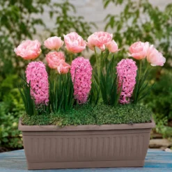 Frühjahrsblüher-Zwiebeln Mix (x13) - Ein Frühling voller Farben