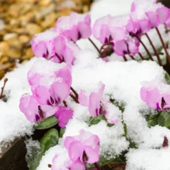 Frühlings-Alpenveilchen ‘Rose’ - Farbe mitten im Winter