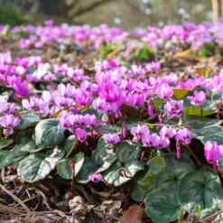 Frühlings-Alpenveilchen ‘Rose’ - Farbe mitten im Winter