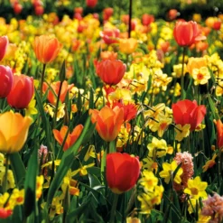 Frühlingsblumenzwiebeln für gelb-oranges Beet - Sonne im Beet, ganz leicht