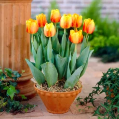Frühlingsblumenzwiebeln für gelb-oranges Beet - Sonne im Beet, ganz leicht