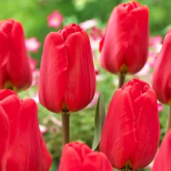 Frühlingsblumenzwiebeln für rot-weißes Beet - Rot-weiß, sofort im Blick